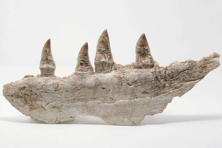 Mosasaur Jaw with Four Large Teeth - Oulad Abdoun Basin, Morocco #197373